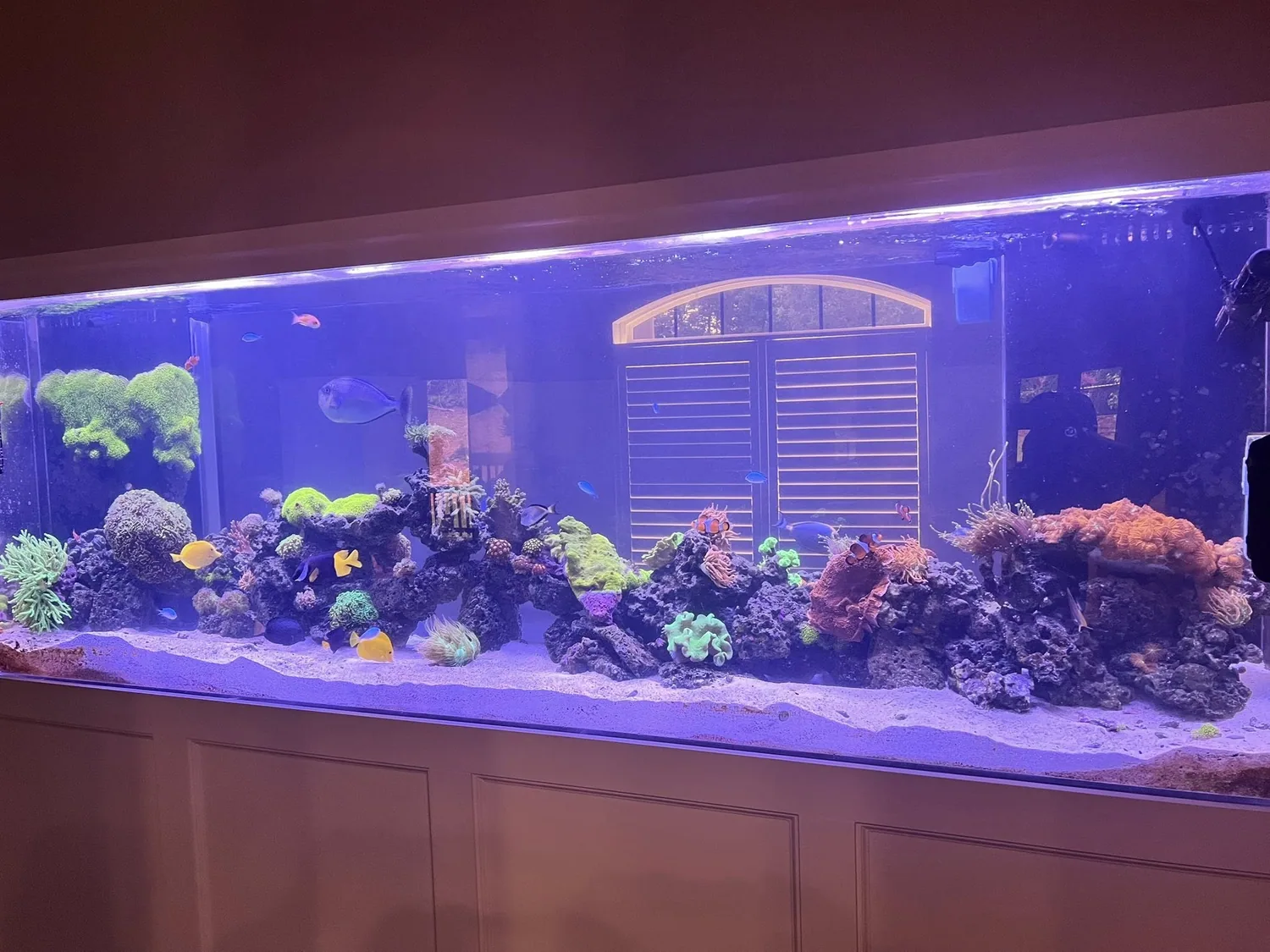 Long reef aquarium set beneath warm wood cabinetry in a residential install